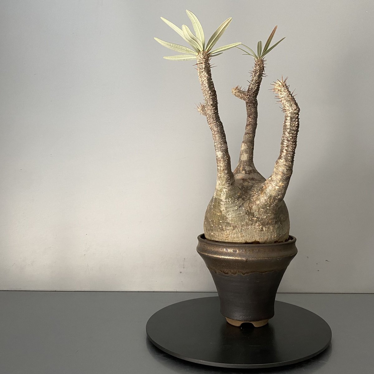 グラキリス　良株 大きめ 良形 パキポディウム グラキリス 現地株 発根済み