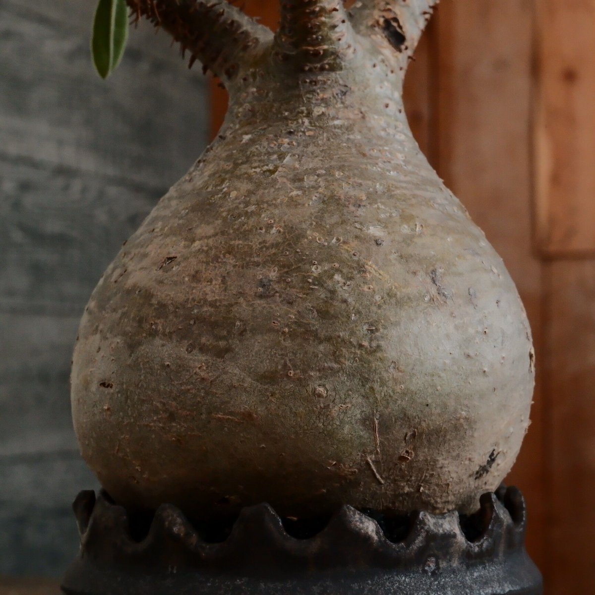 グラキリス - 象牙宮- ［No.169］ × 根本峻吾 作 S.N POT type.