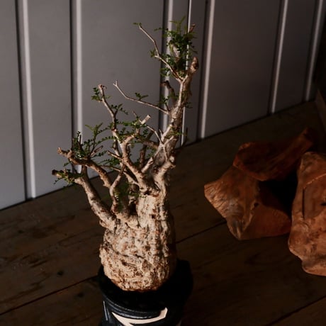 オペルクリカリア パキプス φ10cm［No.17］  ×   根本峻吾 作 S.N POT type.slim「 雷電 」 4号 植木鉢