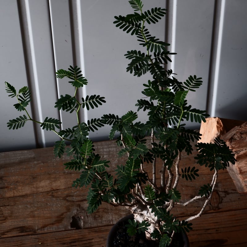 センナ メリディオナリス 輸入株［No.35］ × 與那嶺大輔 作 【 琉球飛