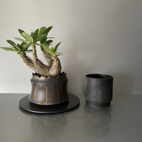 発根済 マカイエンセ BM-06 × S.N.Pot "土管"- crown - 4号鉢 ［作家  "根本峻吾"］