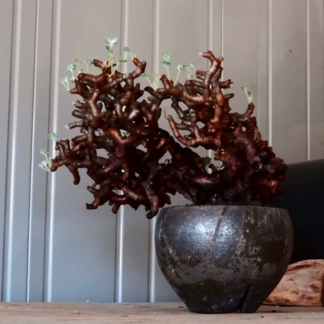 【 大株 】ペラルゴニウム ミラビレ［No.86］  × 沼野秀章 作品【  black wrap 】4号 植木鉢 笠間焼