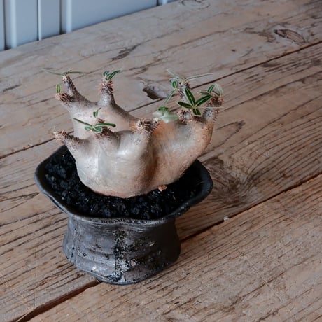 マカイエンセ φ10cm - 魔界玉 - ［No.09］  ×   沼野秀章 作「 black wrap 」4号 植木鉢 笠間焼