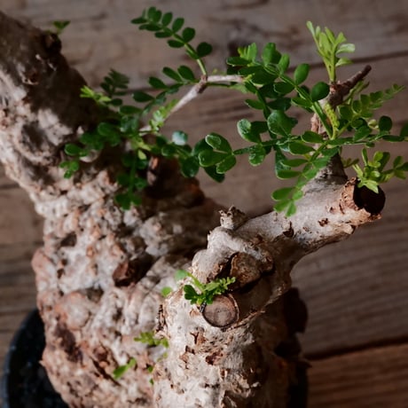 オペルクリカリア パキプス φ10cm［No.21］  × 沖誠 作「Bark / deep cylinder 」 3号 植木鉢 笠間焼