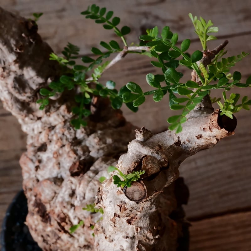 【コレクション株】 オペルクリカリア パキプス raw life factory コレクション株】 オペルクリカリア パキプス raw life factory