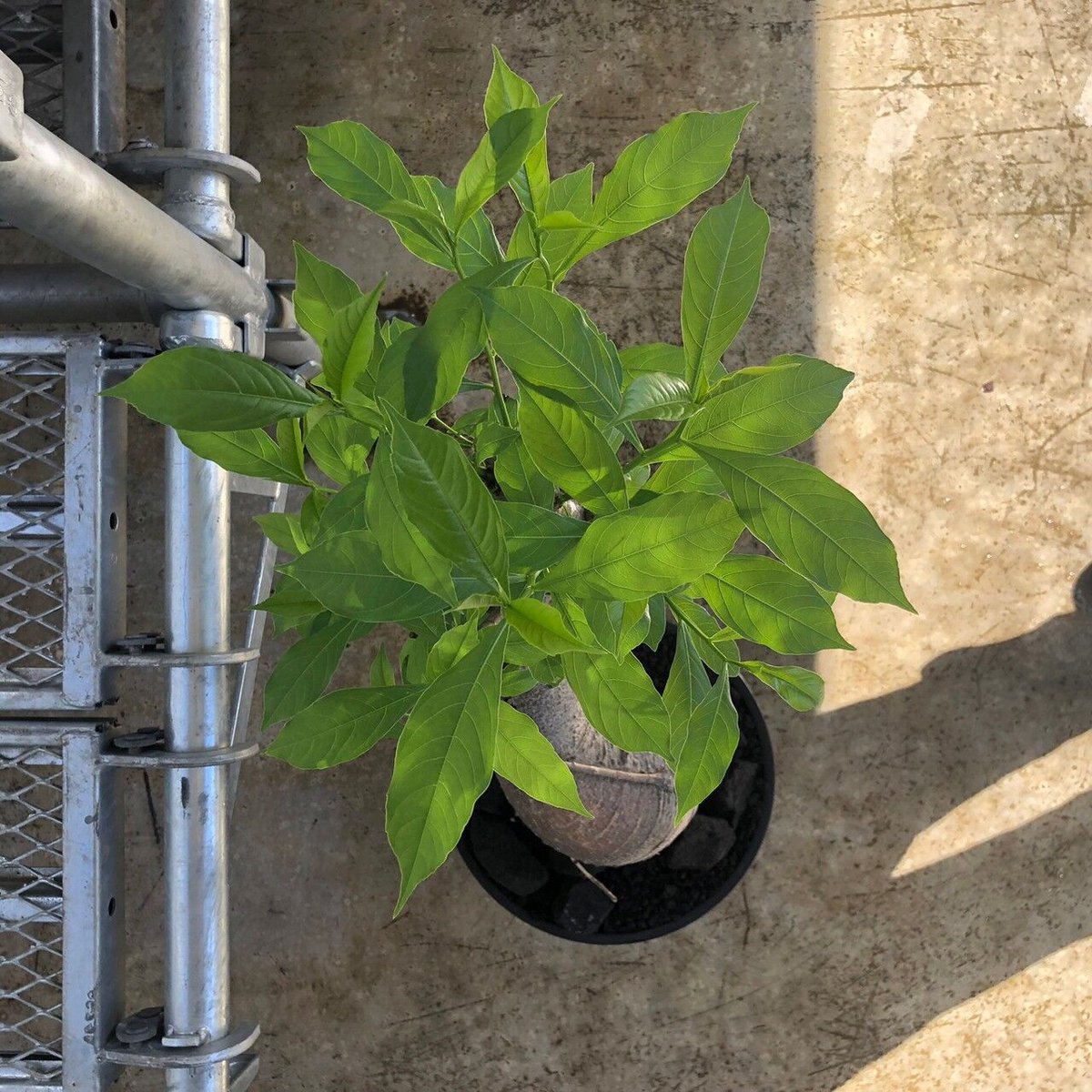 特大 バオバブ アダンソニア 変形タイプ / Baobab Adansonia［No.05］