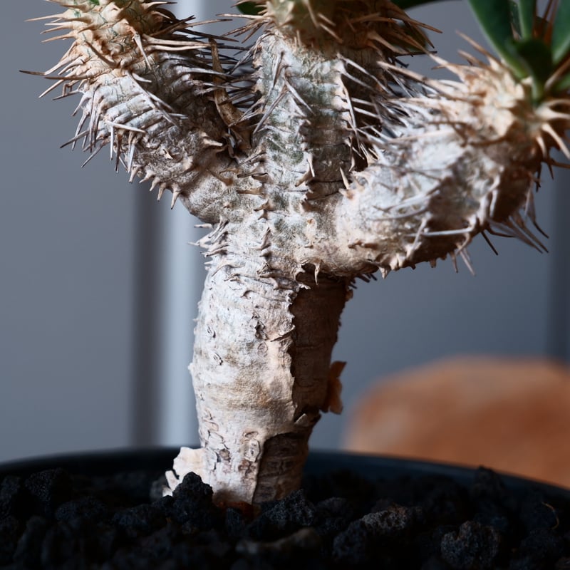 ユーフォルビア ギラウミニアナ 輸入株［No.47］ 4号鉢