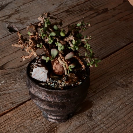ケラリア ピグマエア［No.78］  × 沼野秀章 作品【  Black Wrap 】3号 植木鉢 笠間焼