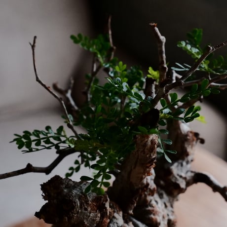 オペルクリカリア パキプス φ10cm［No.22］  ×  根本峻吾 作 S.N POT type.tall「 鐡 - kurogane - 」4号 植木鉢 笠間焼