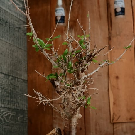 コミフォラ シンプリキフォリア M［No.51］  ×   磯部祐介 作「 瓦 - kawara - " 金剛 tall ver. " 」4号 植木鉢 笠間焼