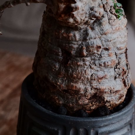 オペルクリカリア パキプス φ10cm［No.22］  ×  根本峻吾 作 S.N POT type.tall「 鐡 - kurogane - 」4号 植木鉢 笠間焼