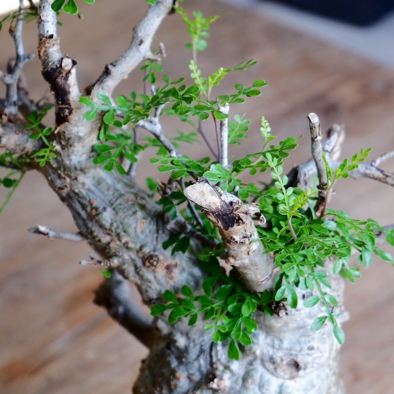 GONオペルクリカリア・パキプス オペルクリカリア パキプス オペルクリカリア パキプス-OP53