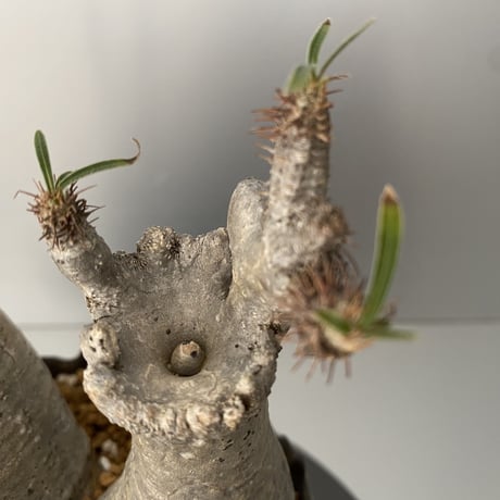 綴化 セッカ ダブルヘッド グラキリス 発根済 BG-200 × S.N.Pot "丸"- crown - 4号鉢 ［作家  "根本峻吾"］