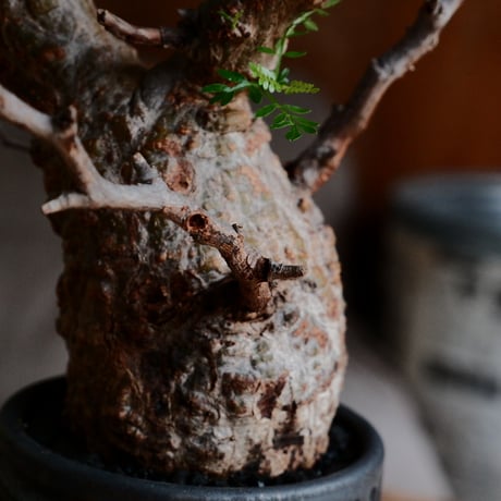 オペルクリカリア パキプス φ7.5cm［No.20］  ×  根本峻吾 作 S.N POT type.tall「 鐡 - kurogane - 」3号 植木鉢 笠間焼