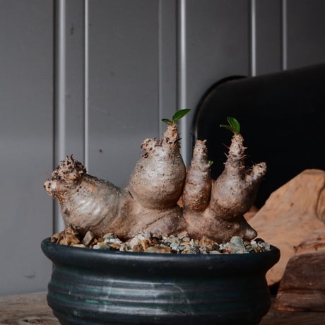 マカイエンセ  φ11cm ［No.66］  ×  森田昌求 作【 CLAW / BORDER 】 4号 植木鉢 笠間焼