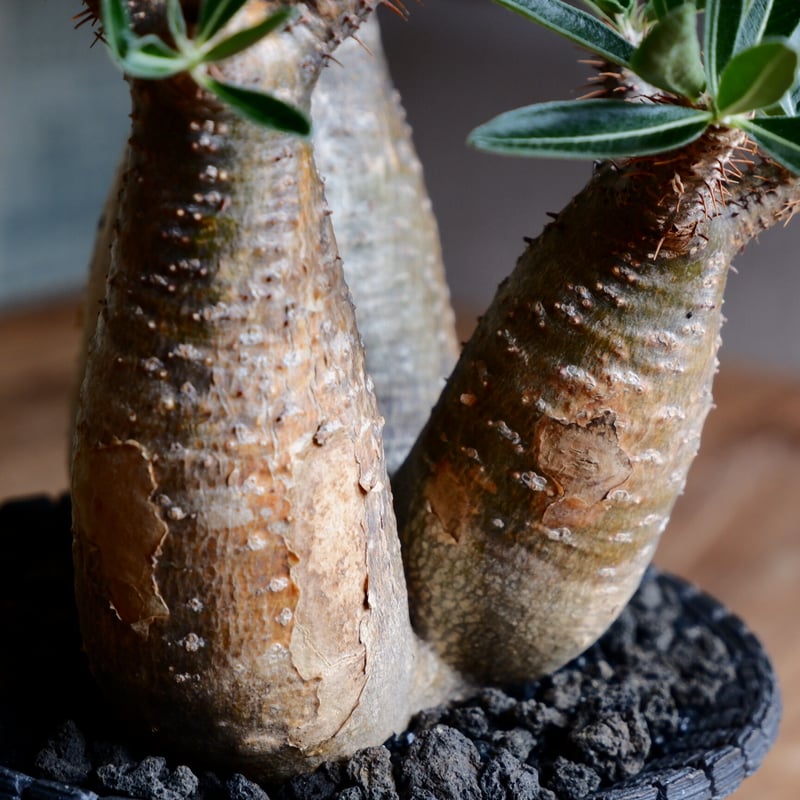 美肌 3頭 グラキリス - 象牙宮 - size L［No.40］ × 沖誠 作品 『