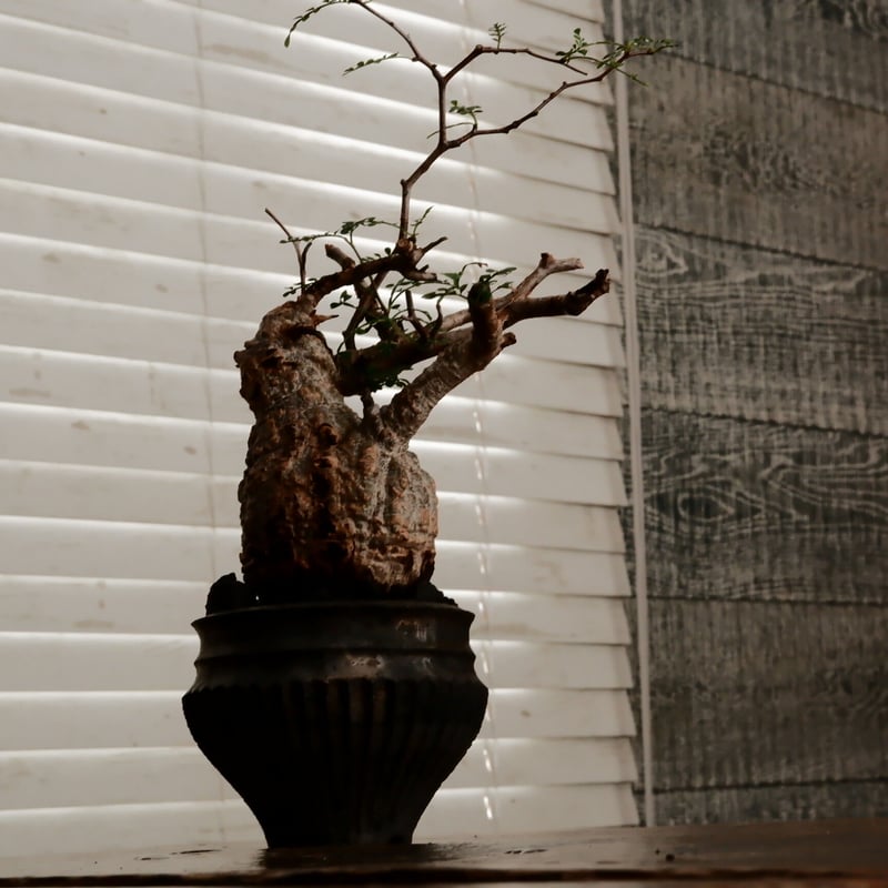 オペルクリカリア パキプス φ7.5cm［No.9］ × 小野瀬一 作品 3号