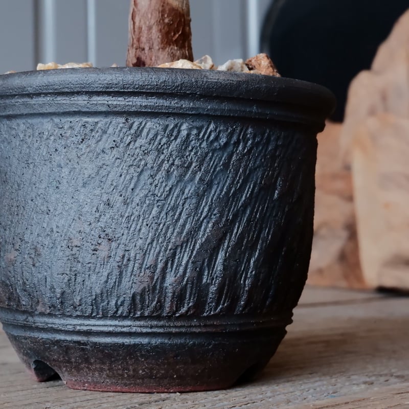 根挿し】オペルクリカリア パキプス ［No.10］ × 與那嶺大輔 作 「琉球