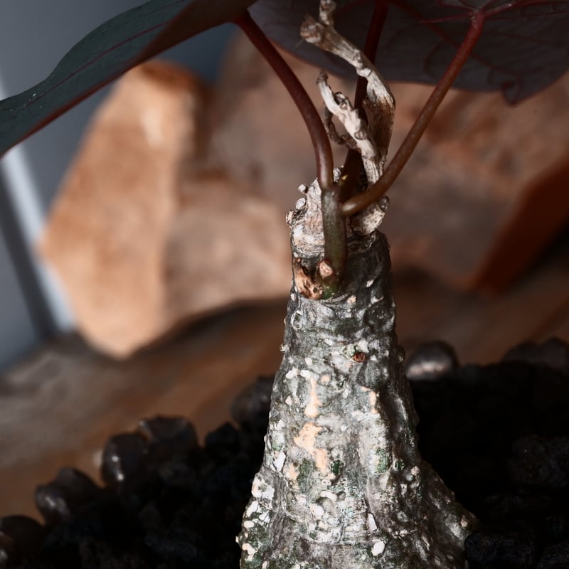 アデニア ステイローサ 輸入株［No.33］ × 松野然 作 【 ZEN 】 4号