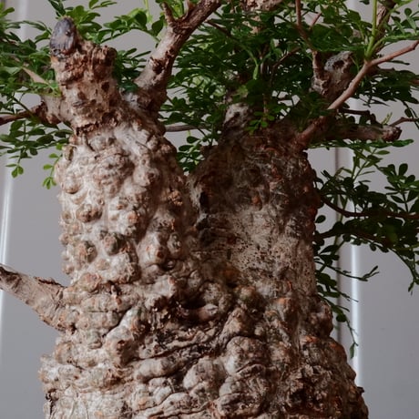 オペルクリカリア パキプス φ 12cm［No.26］  × 杉山悠 作 φ12cm 植木鉢 笠間焼