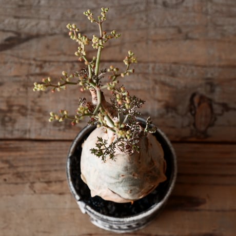 キフォステンマ ベティフォルメ ナローリーフ ソマリア産 輸入株［No.15］  × 根本峻吾 作品【 S.N POT type.slim「 雷電 / 月光 ver. 」3.5号 】笠間焼 植木鉢