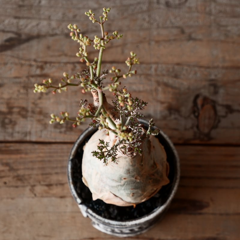 キフォステンマ ベティフォルメ ナローリーフ ソマリア産 輸入株［No