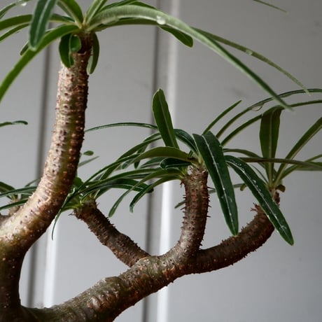 グラキリス φ8.5cm - 象牙宮 -［No.57］  × 磯部祐介 作「 鶏冠 - tosaka - "金剛 tall ver. " 」3号 植木鉢 笠間焼