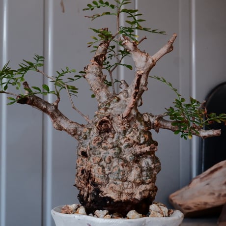 オペルクリカリア パキプス φ 7.5cm［No.08］  ×   沼野秀章 作「 刻ム音 」3号 植木鉢 笠間焼