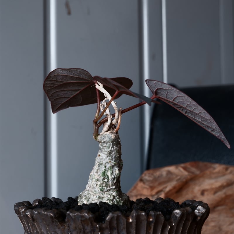 アデニア ステイローサ 輸入株［No.33］ × 松野然 作 【 ZEN 】 4号