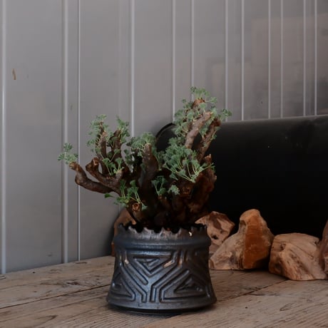 【大株 / w23cm】サルコカウロン ムルチフィズム［No.04］  ×   根本峻吾 作 S.N POT type.cylinder「 鐡 - 黒焔 - 」 4号 植木鉢