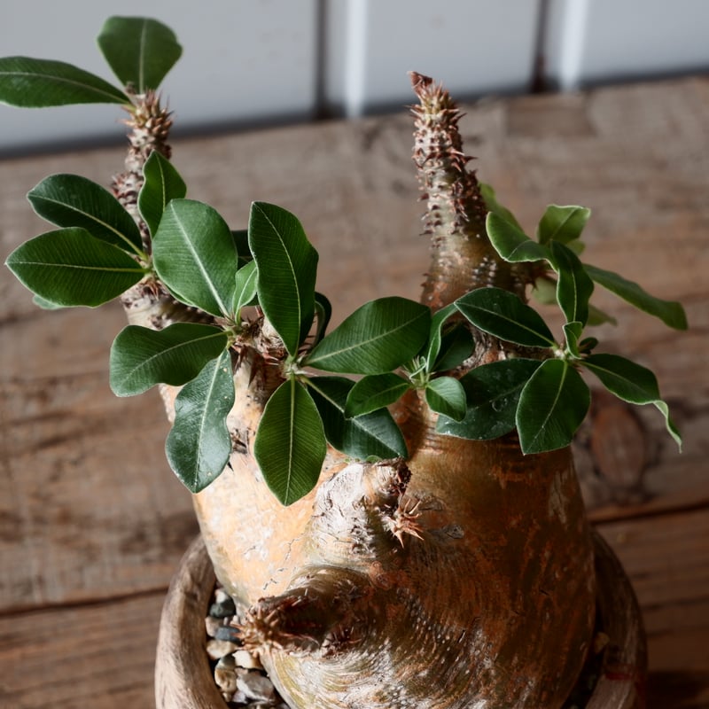 中株 マカイエンセ φ10cm - 魔界玉 - 輸入株［No.19］ × 沼野秀章 作品