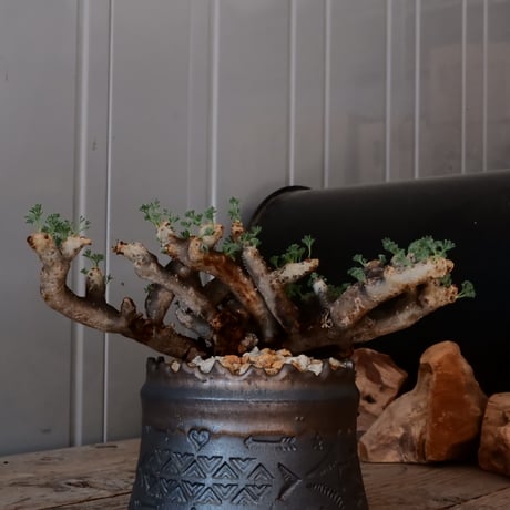 【大株 / w23cm】サルコカウロン ムルチフィズム［No.03］  ×   根本峻吾 作 S.N POT type.cylinder「 刻印  -kokuin- 」 4号 植木鉢