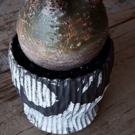 グラキリス φ8.5cm - 象牙宮-［No.27］× 根本峻吾 作 S.N POT type.round「 爪牙 -堕天白- 」3号鉢 笠間焼