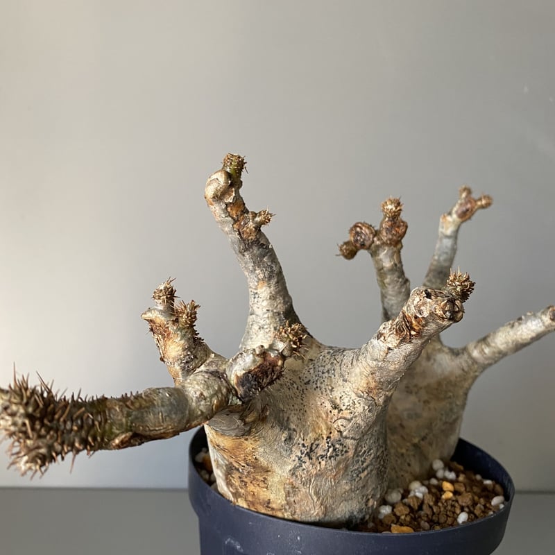 グラキリス多頭 発根管理中 現地球 多頭 マルチヘッド グラキリス 現地株 2021年2月輸入 発根管理中