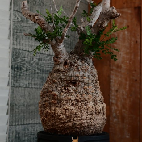 オペルクリカリア パキプス φ12cm［No.14］  ×   根本峻吾 作 S.N POT type.cylinder「 雷電 」limited color - Ocher - 4号 植木鉢
