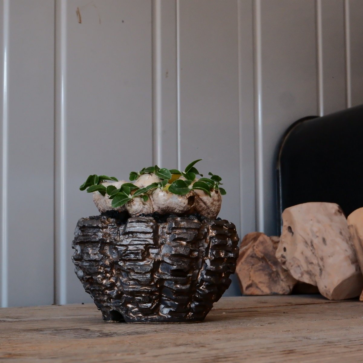 ブレビカウレ - 恵比寿笑い -［No.47］ × 松野然 【 ZEN 】3号 植木鉢