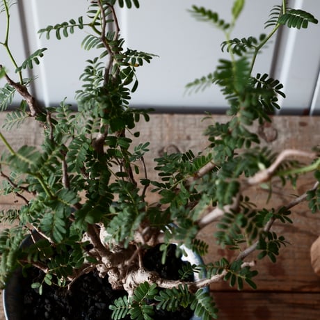 センナ メリディオナリス 輸入株［No.25］  × 坂本新 作【 LUSTER - black opal - 】 5号 植木鉢 笠間焼