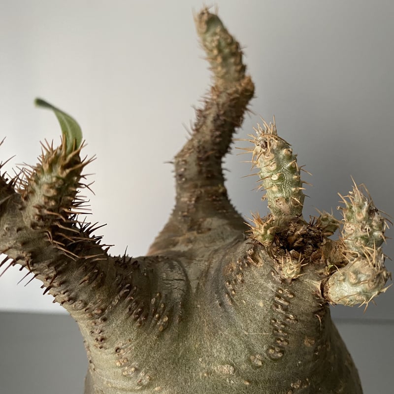 グラキリス 丸型 Amazon.co.jp: TENDOBOTANICAL GURAMARU グラ丸 グラキリス