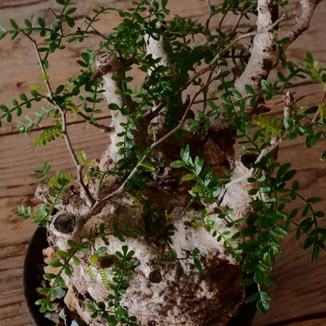 オペルクリカリア パキプス φ 12cm［No.40］  × 沼野秀章 作 【 black wrap 】4号 植木鉢 笠間焼