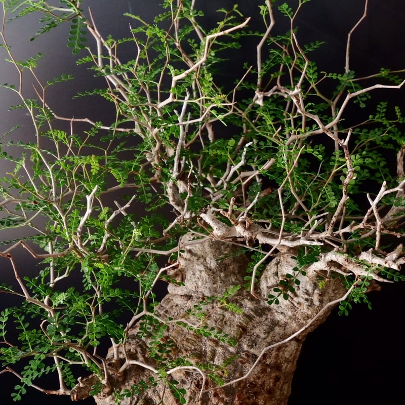 巨大 オペルクリカリア パキプス［No.12］ | Botanical Holic