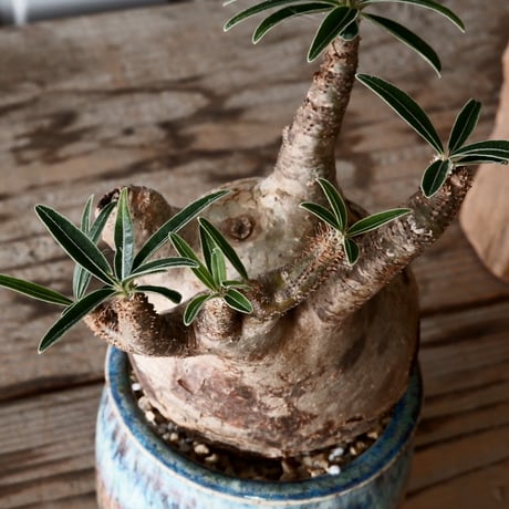 グラキリス φ8cm - 象牙宮 -［No.56］  × 磯部祐介 作「 彩 - sai - 」3号 植木鉢 笠間焼
