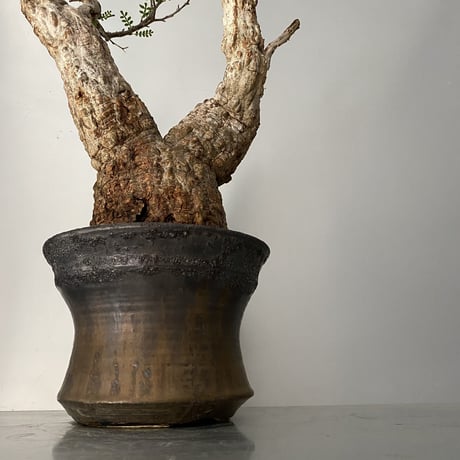発根済 オペルクリカリア パキプス P-11  × 小野瀬 一 作品「the first plants wear」 7号 植木鉢