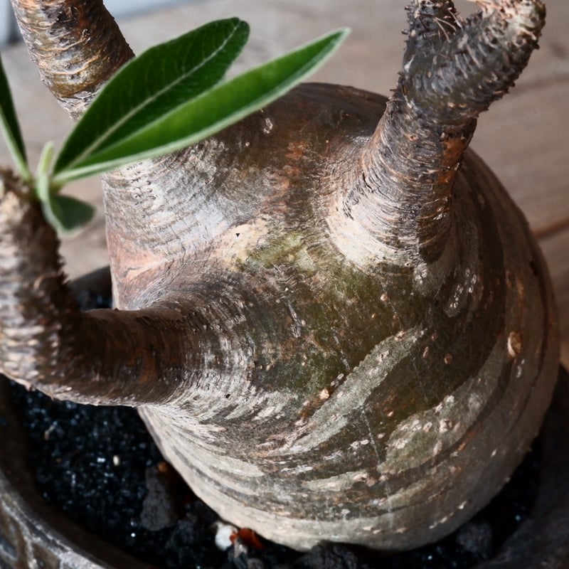 グラキリス φ9.5cm - 象牙宮 - ［No.42］ × 沼野秀章 作「 black