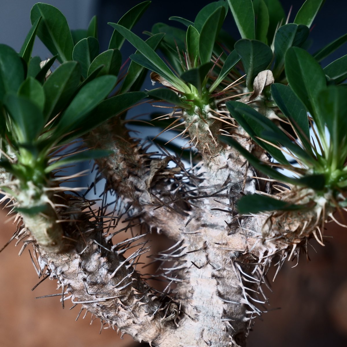 特大ユーフォルビア　ギラウミニアナ ユーフォルビア ギラウミニアナ 輸入株［No.42］ 3.5号鉢