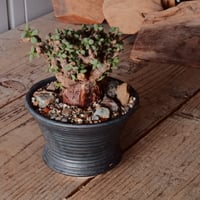 ケラリア ピグマエア 現地株 発根済［No.45］  ×   森田昌求 作 「 CLAW - BORDER -  」 4号 植木鉢 笠間焼
