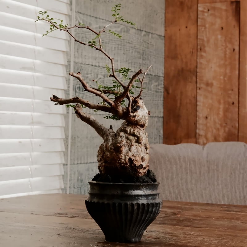 専用】小野瀬一の植木鉢 【公式通販】