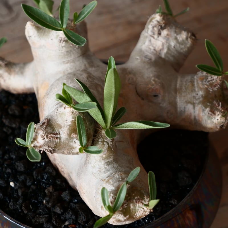 大株 扁平 パキポディウム ブレビカリックス 輸入株［No.22］ × 坂本新