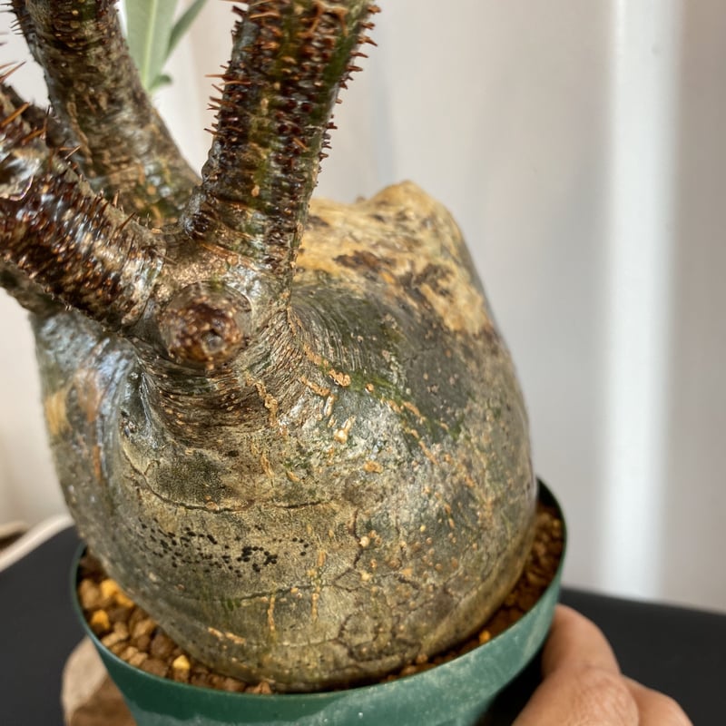 奇形の人面株【グラキリス 中ぶり 発根済 2020年8月輸入 現地株】BH