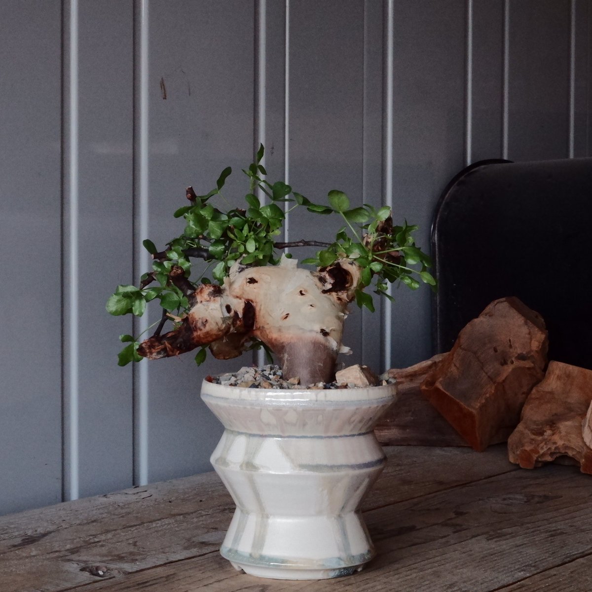 B コミフォラピュア カタフ ソマリア産 現地球 ベアルート B コミフォラピュア カタフ ソマリア産 現地球 ベアルート B コミ