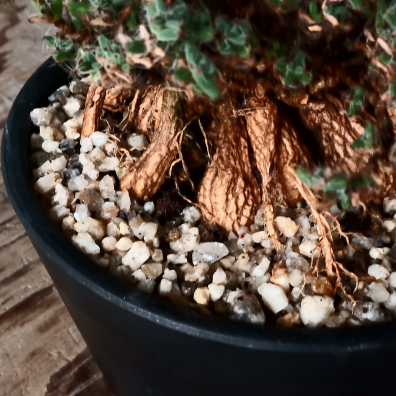 トリコディアデマ ミラビレ 模様木 種子 トリコディアデマ・ミラビレ